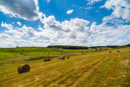a harvest landscape vista in rolling hills in Romania with round straw bales and patchwork fields...