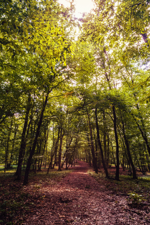 mysterious forest, Hoia-Baciu, Romania Near Clujの写真素材