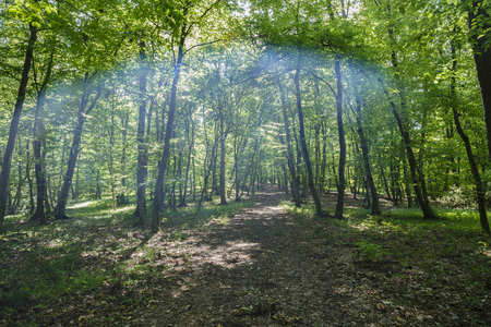mysterious forest, Hoia-Baciu, Romania Near Clujの写真素材