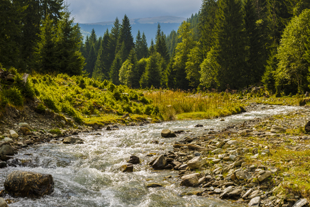 a mountain river that flows through a pine forestの写真素材