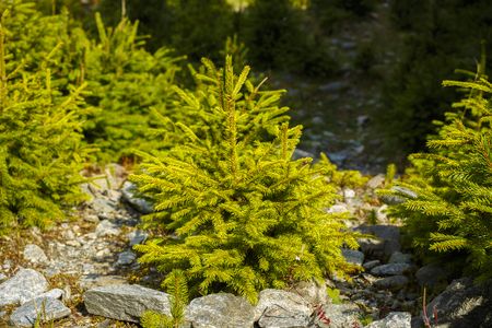 young fir tree in natural environment Mountainの写真素材