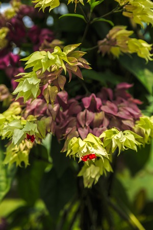 Diversity colorful flowers in the gardenの写真素材