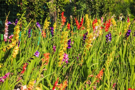 Diversity colorful flowers in the gardenの写真素材