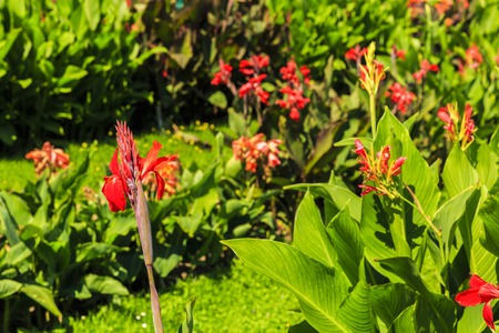 Diversity colorful flowers in the gardenの写真素材