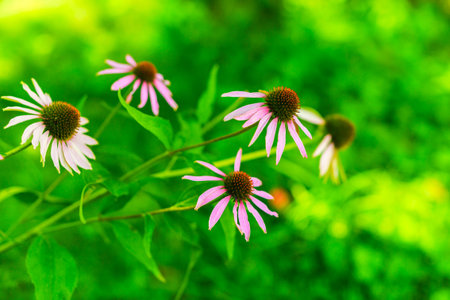 Diversity colorful flowers in the gardenの写真素材