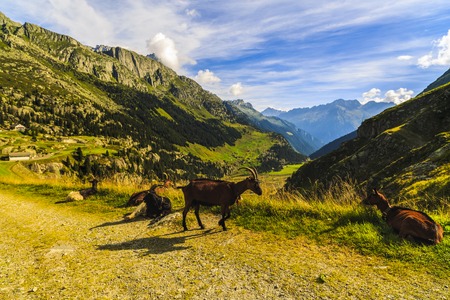 Goats in the mountains in Switzerlandの写真素材