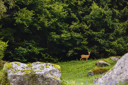 nice copy deer at a forest edgeの写真素材
