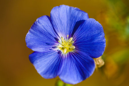 the blue field flower blur