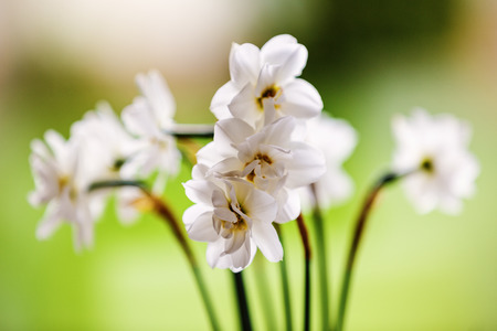 white bouquet of daffodils pictures doffの写真素材
