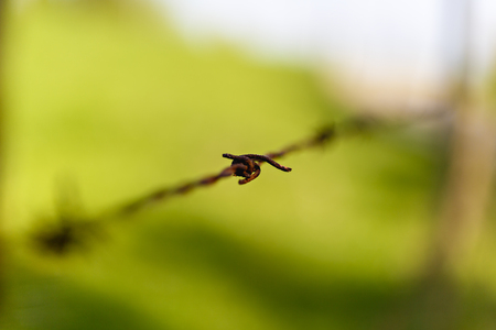 thorn barbed wire blur focusの写真素材