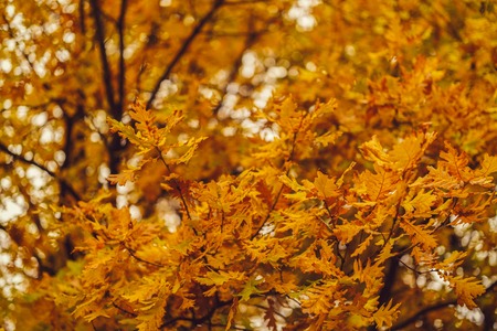 abstract image of a colorful autumn treeの写真素材