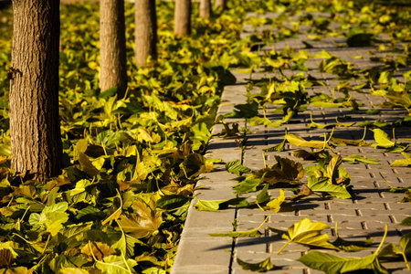 fallen leaves in autumn walkの写真素材