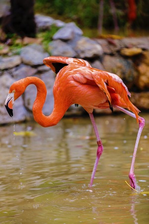 Portrait of a pink flamingo in a profile.の写真素材