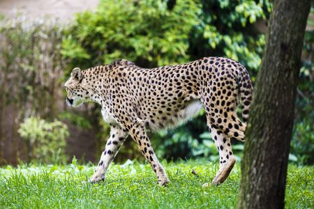 beautiful cheetah (Acinonyx jubatus) in her natural habitatの写真素材