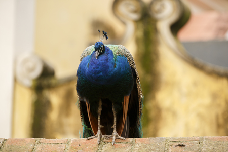 beautiful peacock at the zooの写真素材