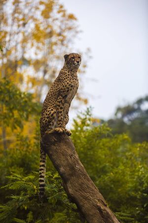 beautiful cheetah (Acinonyx jubatus) in her natural habitatの写真素材