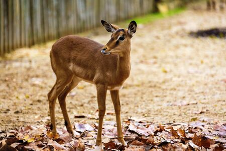beautiful Roe deer in zooの写真素材