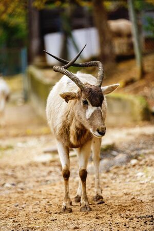 Gazelle in the zooの写真素材