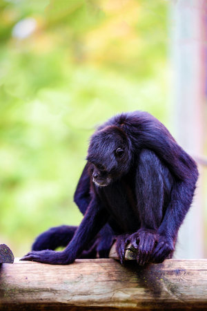 expressive monkey in captivity at the zoo