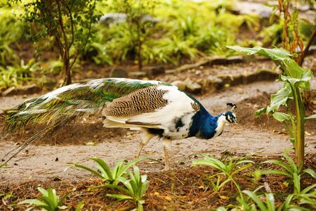 beautiful peacock at the zooの写真素材