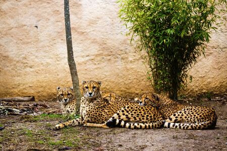 beautiful cheetah (Acinonyx jubatus) in her natural habitatの写真素材