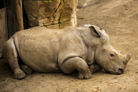 rhino sits in zooの写真素材