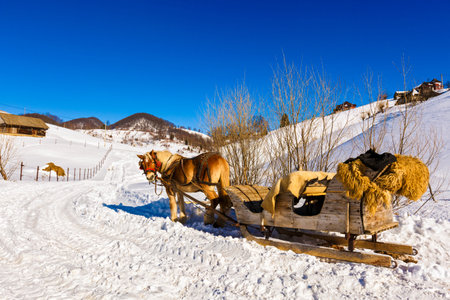 wooden sled pulled by horseの写真素材