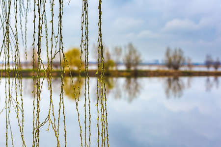 beautiful abstract landscape with trees and lakeの写真素材