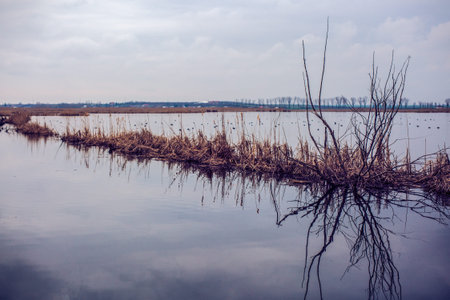 beautiful abstract landscape with trees and lake