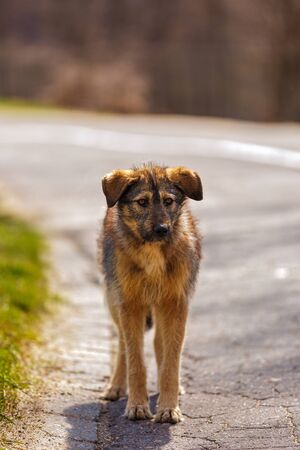 a beautiful brown dog, lost, homelessの写真素材