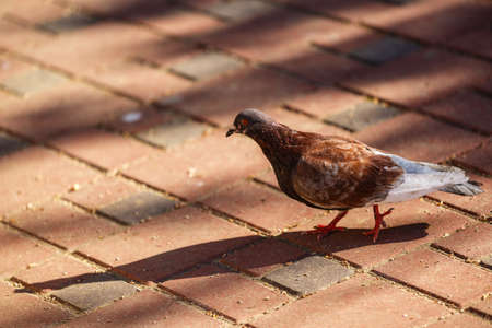 Pigeon walking on the sidewalk in the parkの写真素材