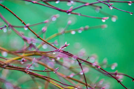 tree branches full of dewの写真素材