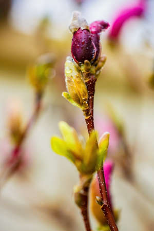 magnoliu image of beautiful flowers in blurの写真素材