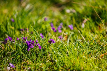 spring flowers in the grass in the parkの写真素材