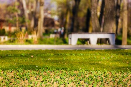 spring flowers in the grass in the parkの写真素材