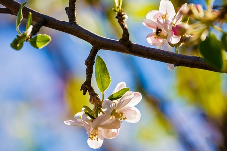 beautiful plum blossom on blue skyの写真素材