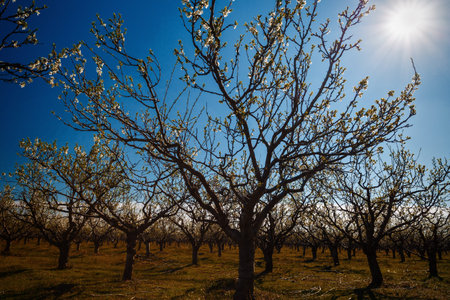 landscape with a beautiful orchard of plum trees in bloom, spring