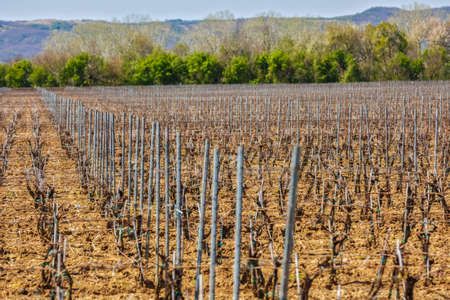 landscape with a culture of vines in spring timeの写真素材