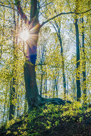 beautiful landscape with sun shining through tree branchesの写真素材