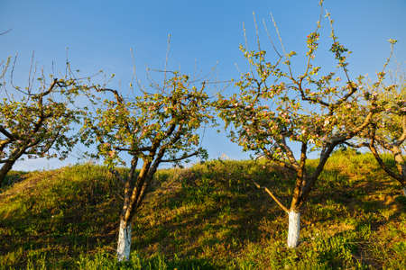 Spring blossom: branch of a blossoming apple tree on garden backgroundの写真素材