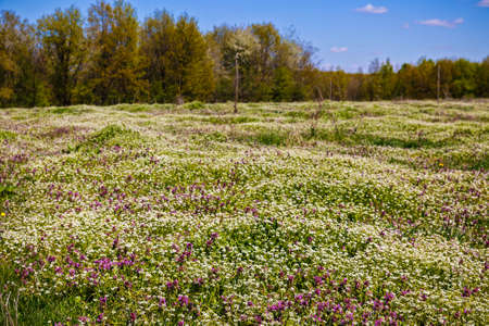 beautiful flowers on a meadow in spring forestの写真素材