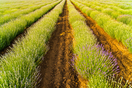 Landscape with lavender roots at the beginning of bloomの写真素材