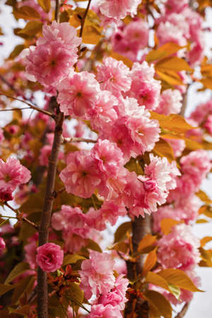 Twig with Japanese cherry blossomsの写真素材