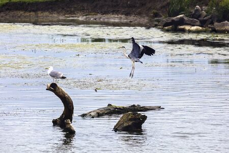 Landscape with different birds in the Danube Deltaの写真素材