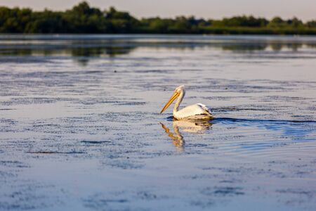 Landscape with different birds in the Danube Deltaの写真素材