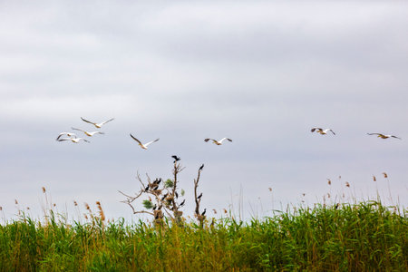 Landscape with different birds in the Danube Deltaの写真素材