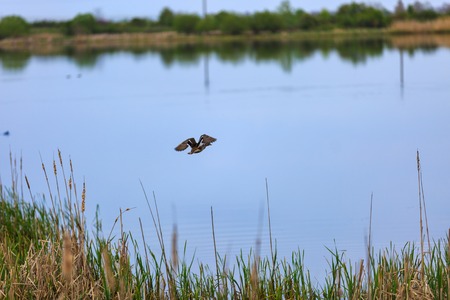 The male duck flying over a lakeの写真素材