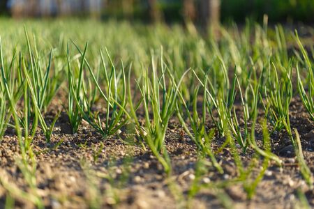Onion green in the gardenの写真素材