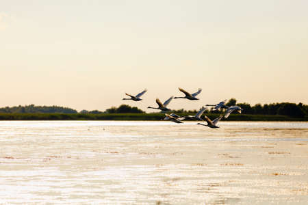 Landscape with different birds in the Danube Deltaの写真素材