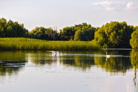 Landscape with different birds in the Danube Deltaの写真素材